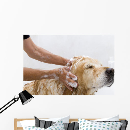 Bathroom to Dog