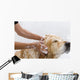 Bathroom to Dog