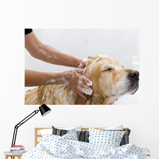 Bathroom to Dog