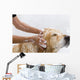 Bathroom to Dog