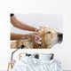 Bathroom to Dog