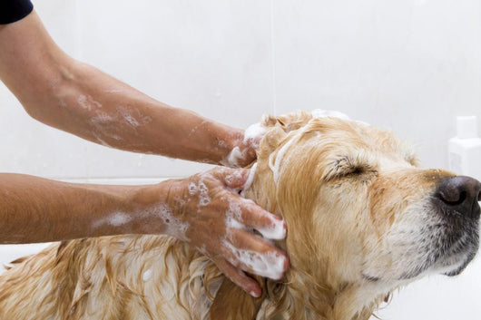Bathroom to Dog