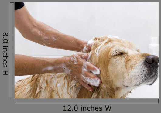 Bathroom to Dog