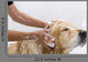 Bathroom to Dog