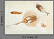 Fossils