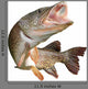 Jumping Pike