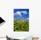 Corn Field