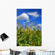 Corn Field
