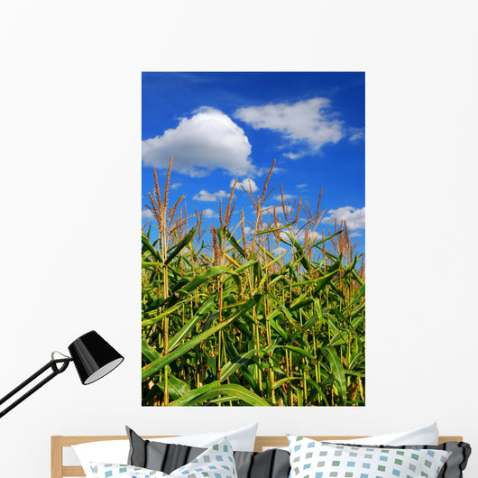 Corn Field