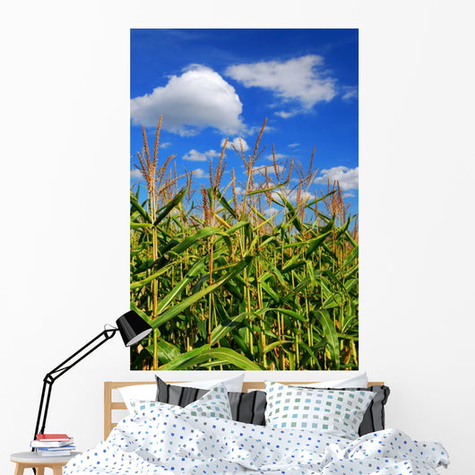Corn Field
