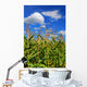 Corn Field