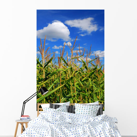Corn Field