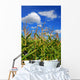 Corn Field