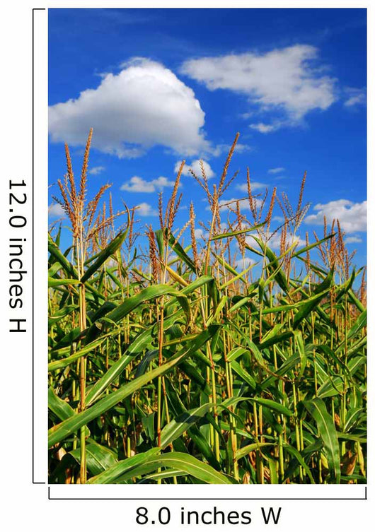 Corn Field
