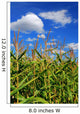 Corn Field