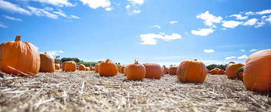 Pumpkins Display Fall