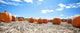Pumpkins Display Fall