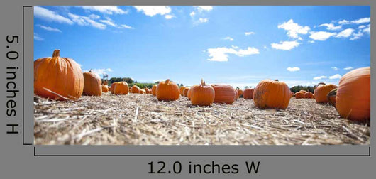 Pumpkins Display Fall