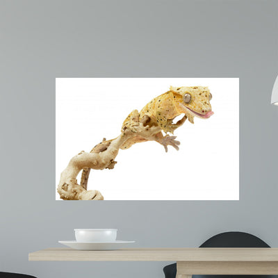 Crested Gecko White shown on a wall