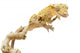 Crested Gecko White