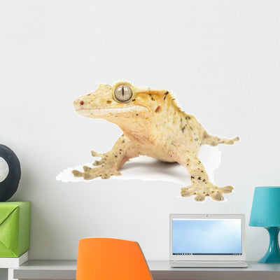 Crested Gecko Wall Decal shown on a wall