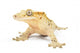 Crested gecko on white background. Wall Decal