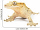 Crested gecko on white background. Wall Decal