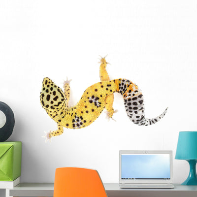 Leopard Gecko White shown on a wall