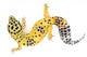 Leopard Gecko White