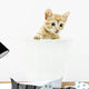Domestic Cat Wall Mural