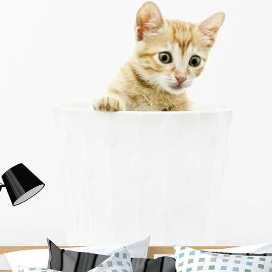 Domestic Cat Wall Mural