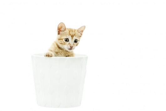 Domestic Cat Wall Mural