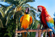 Parrots