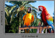 Parrots