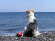 Dog on the Beach Wall Mural