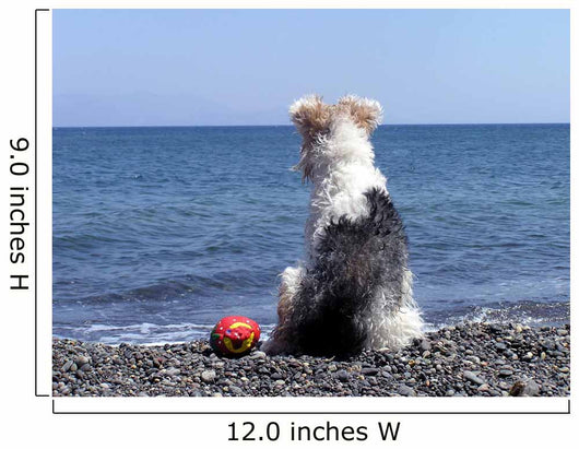 Dog on the Beach Wall Mural