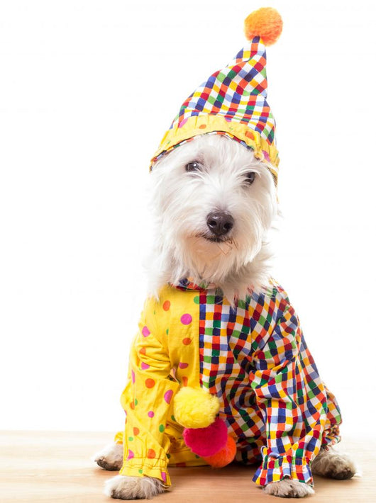 Circus Clown Dog Wall Decal
