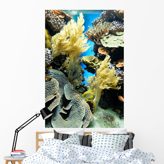 Coral Reef