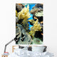 Coral Reef