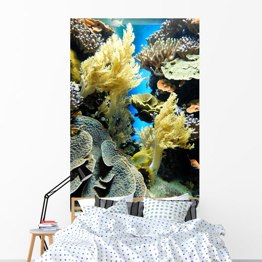 Coral Reef