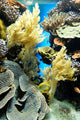 Coral Reef