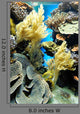 Coral Reef