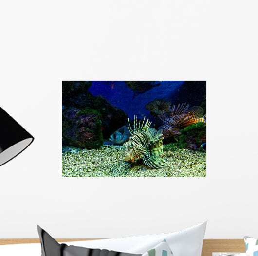 Dangerous Fish
