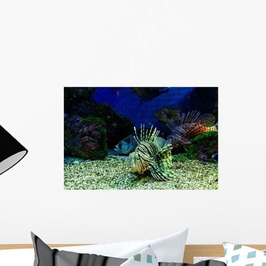 Dangerous Fish