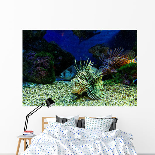 Dangerous Fish