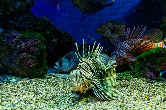 Dangerous Fish