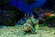 Dangerous Fish