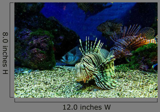 Dangerous Fish