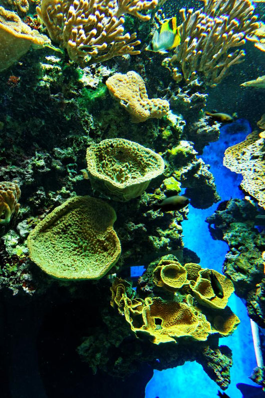 Seabed