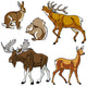 Set Forest Animals